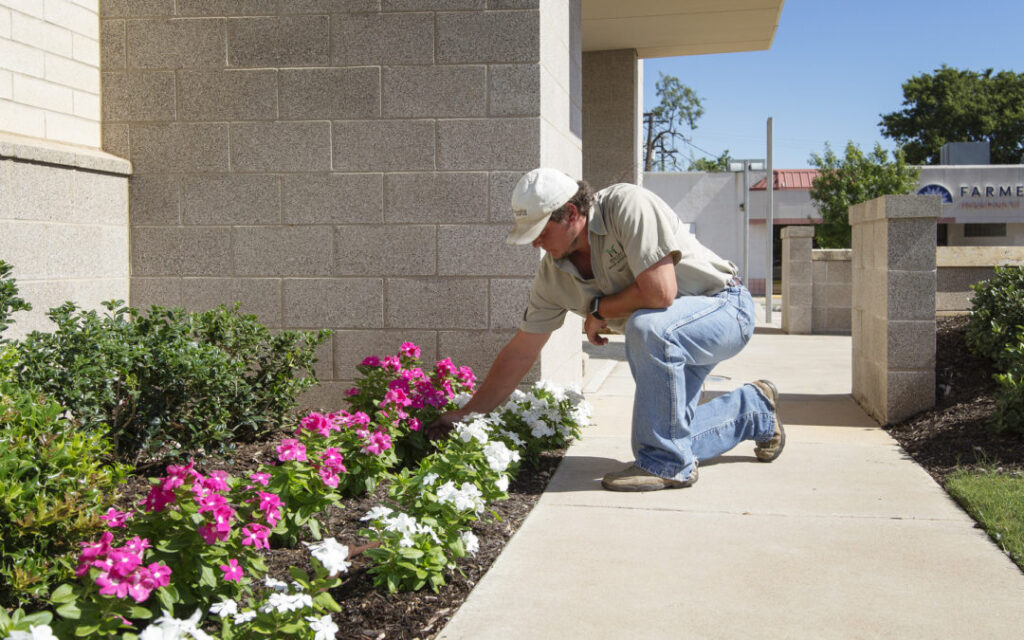 More Clean of Texas employee installing annuals in a landscape.